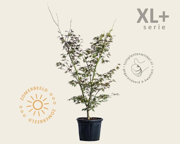 Acer palmatum 'Osakazuki' - XL+
