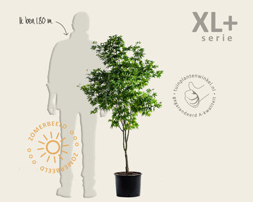 Acer palmatum 'Osakazuki' - XL+