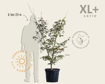 Acer palmatum 'Osakazuki' - XL+