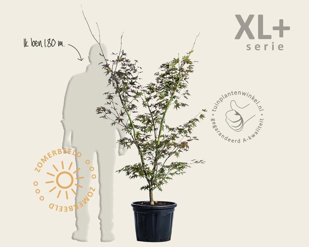 Acer palmatum 'Osakazuki' - XL+