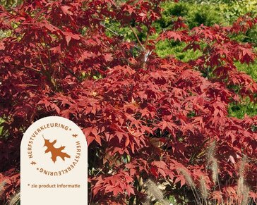 Acer palmatum 'Osakazuki' - XL+