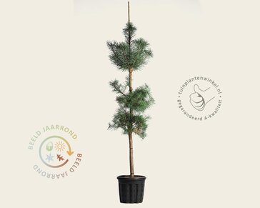 Pinus sylvestris - beveerd