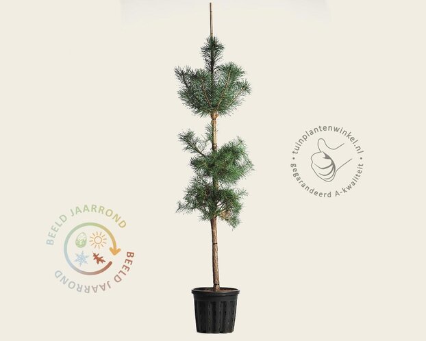 Pinus sylvestris - beveerd