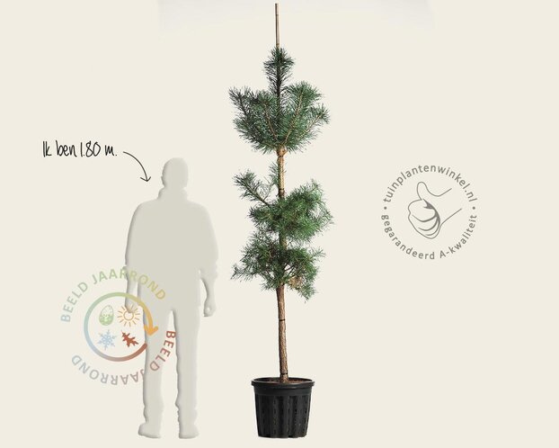 Pinus sylvestris - beveerd