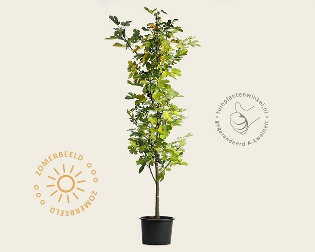 Ficus carica 'Brown Turkey' - boomvorm