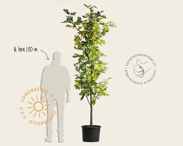 Ficus carica 'Brown Turkey' - boomvorm