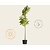 Ficus carica 'Brown Turkey' - hoogstam