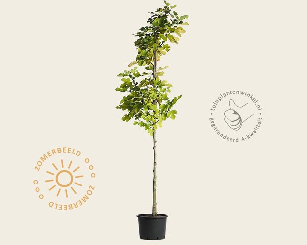 Ficus carica 'Brown Turkey' - hoogstam