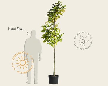 Ficus carica 'Brown Turkey' - hoogstam