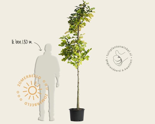 Ficus carica 'Brown Turkey' - hoogstam