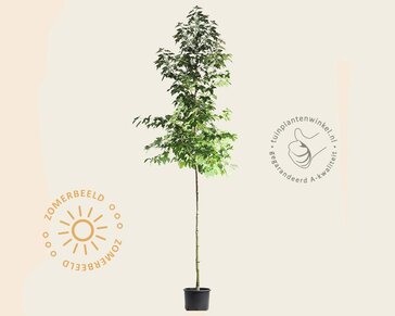 Liquidambar formosana 'Ellen' - hoogstam