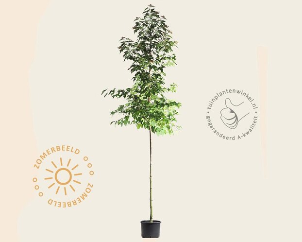 Liquidambar formosana 'Ellen' - hoogstam