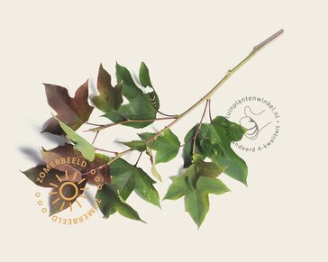 Liquidambar formosana 'Ellen' - hoogstam