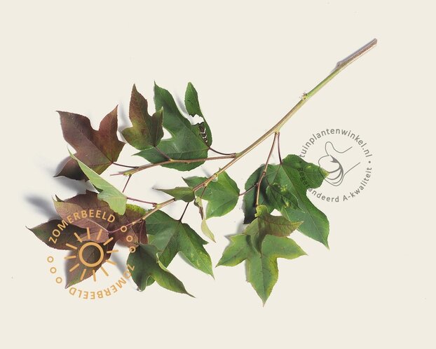 Liquidambar formosana 'Ellen' - hoogstam