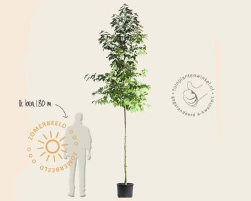 Liquidambar formosana 'Ellen' - hoogstam