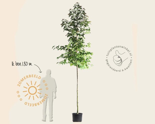 Liquidambar formosana 'Ellen' - hoogstam