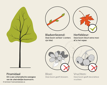 Liquidambar formosana 'Ellen' - hoogstam