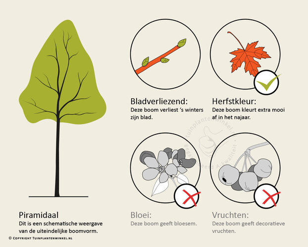 Liquidambar formosana 'Ellen' - hoogstam