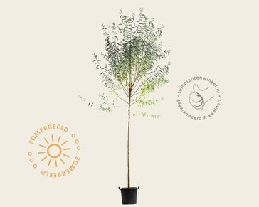 Salix fragilis