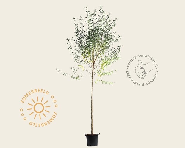Salix fragilis