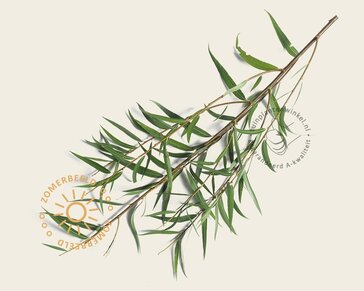 Salix fragilis