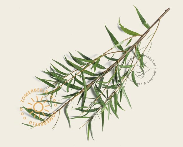 Salix fragilis