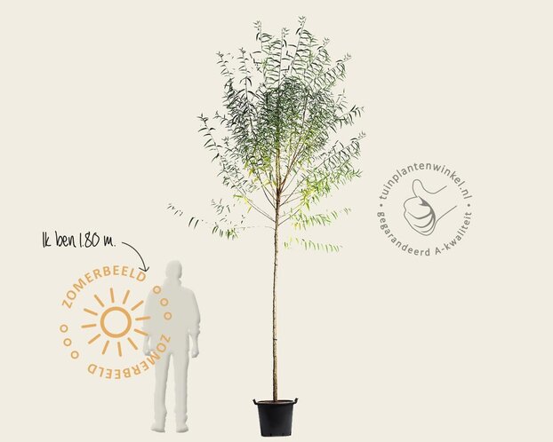 Salix fragilis