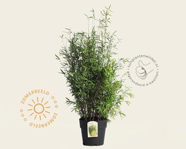 Fargesia nitida 'Volcano'
