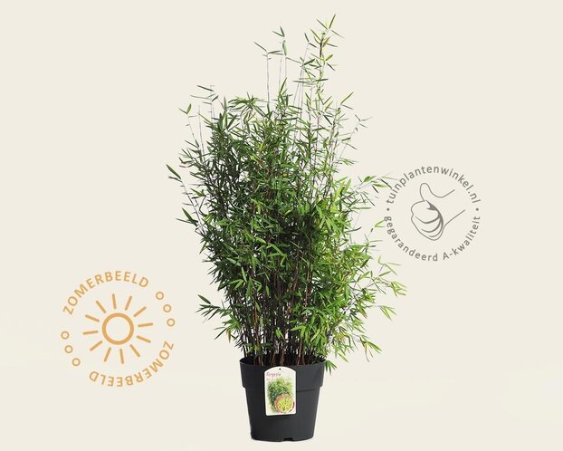 Fargesia nitida 'Volcano'