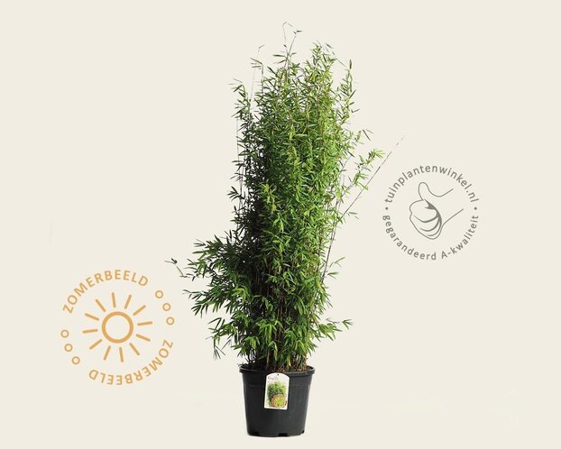 Fargesia nitida 'Volcano'