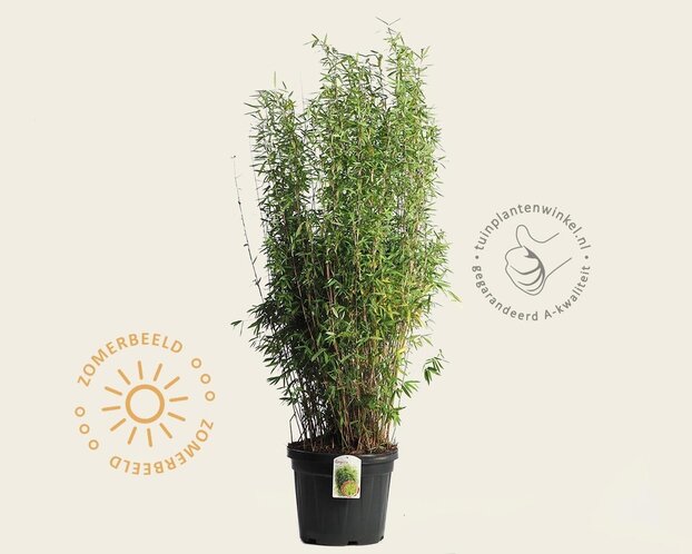 Fargesia nitida 'Volcano'