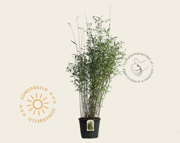 Fargesia 'Winter Joy'