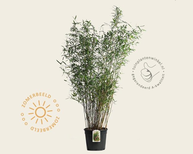Fargesia 'Winter Joy'