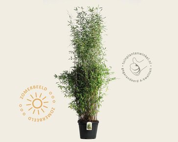 Fargesia 'Winter Joy'