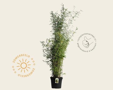 Fargesia 'Winter Joy'