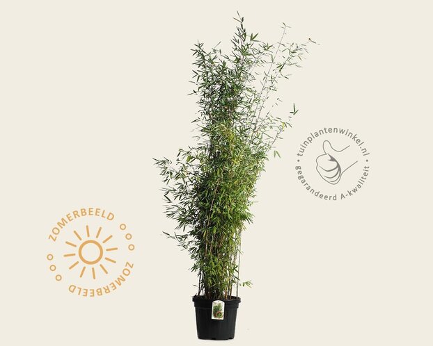 Fargesia 'Winter Joy'