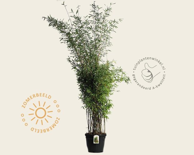 Fargesia 'Winter Joy'