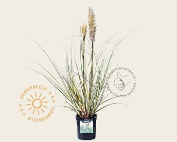 Cortaderia selloana 'Mini Silver Pampas'