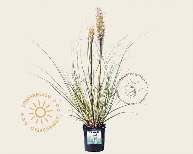Cortaderia selloana 'Mini Silver Pampas'