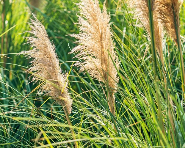 Cortaderia selloana 'Mini Silver Pampas'