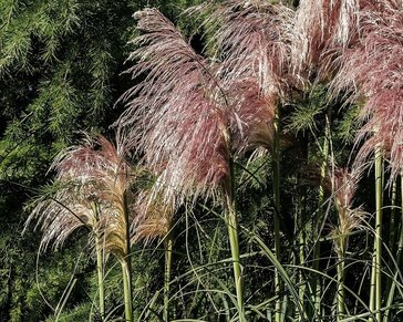 Cortaderia selloana 'Rosea'