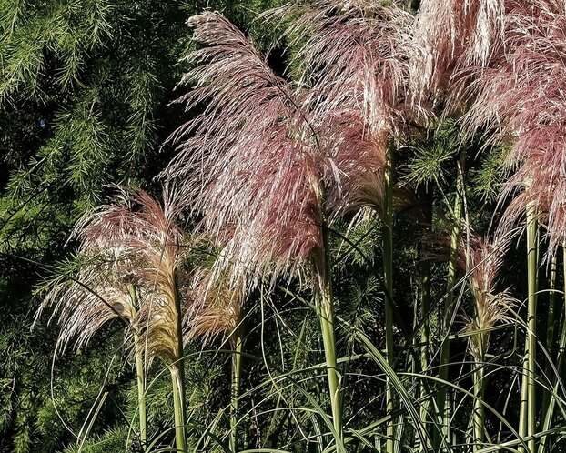 Cortaderia selloana 'Rosea'