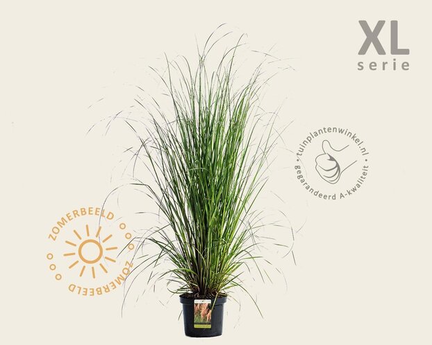 Cortaderia selloana 'Rosea'