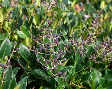 Ligustrum japonicum 'Texanum' - op stam