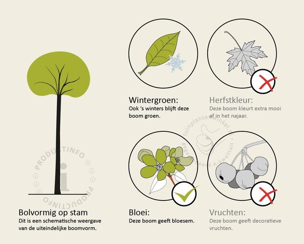 Ligustrum japonicum 'Texanum' - op stam