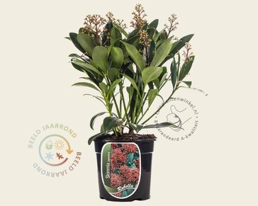 Skimmia japonica 'Rubella'