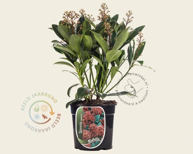 Skimmia japonica 'Rubella'