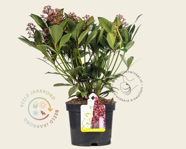 Skimmia japonica 'Rubella'