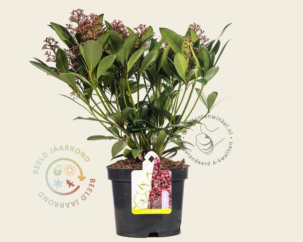 Skimmia japonica 'Rubella'