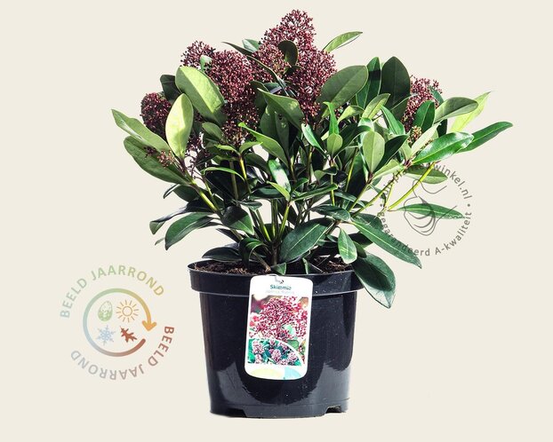 Skimmia japonica 'Rubella'